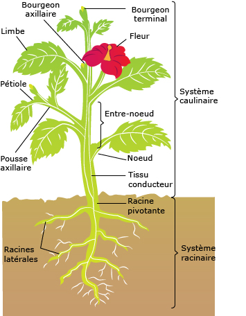 Morphologie simplifiée d'une plante commune