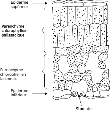 Coupe transversale d'une feuille